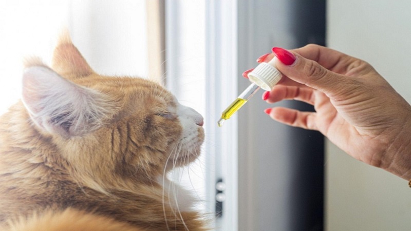 Can CBD Oil Really Help Your Dog or Cat?