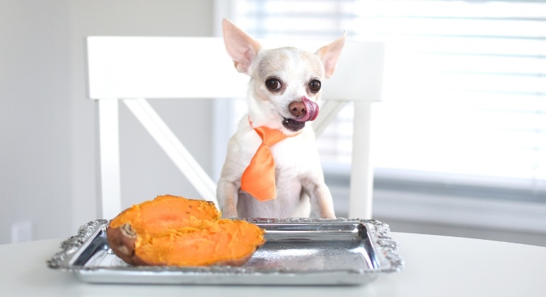 Dog Food Benefits from Salmon and Sweet Potato