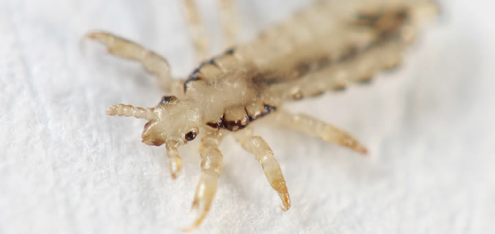 Ensuring a Lice-Free Environment: Strategies in Dallas and Seattle